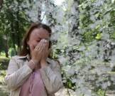 Аллергия на тополиный пух: почему возникает и что делать