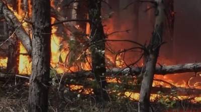 Малейшая искра станет роковой: синоптики объявили в Украине чрезвычайный уровень пожарной опасности