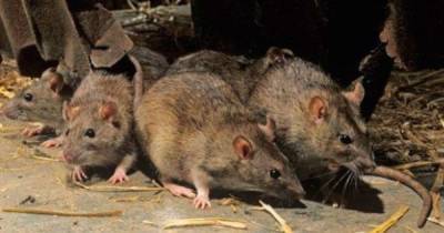 В Австралии из-за полчища мышей эвакуировали сотни заключенных (видео)