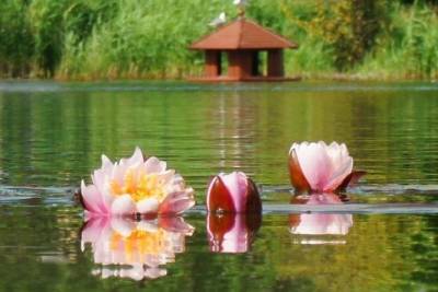 Водяные лилии зацвели на пруду в новгородском парке