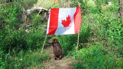Бобриха Картофелина украла флаг Канады