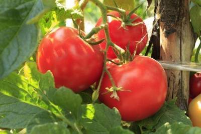 Органические удобрения для томатов