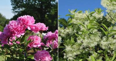 ФОТО. В Национальном ботаническом саду в Саласпилсе вовсю цветут пионы и тюльпанное дерево