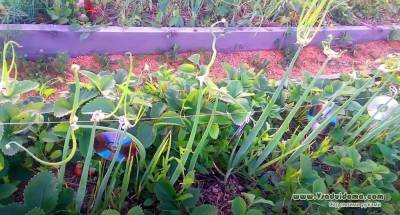 Посадка и выращивание многоярусного лука бульбочками