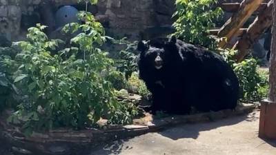 Видео из Сети. Завтрак гималайского медведя