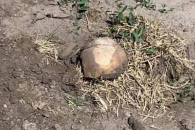 В Курской области строители случайно откопали человеческие останки
