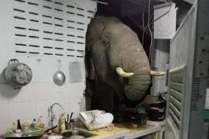 Ради мешочка с рисом голодный слон проломил стену кухни