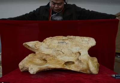 В Китае нашли останки предка носорога: гигант жил 26 миллионов лет назад