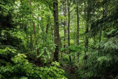 Власти Томской области прояснили ситуацию с лесом в районе Синего Утеса
