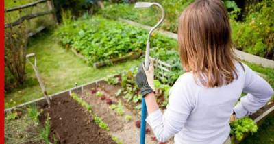 Ленивое садоводство: 7 способов сэкономить время и силы в огороде