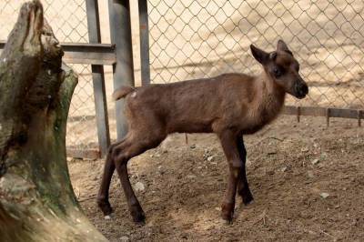 Новорожденного олененка из Сахалинского зоопарка назвали Айнур