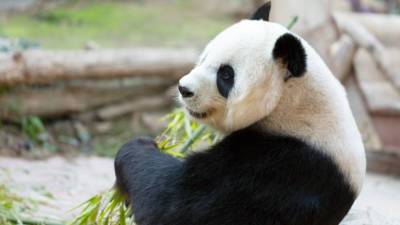 В зоопарке Токио большая панда Синсин родила двух детенышей