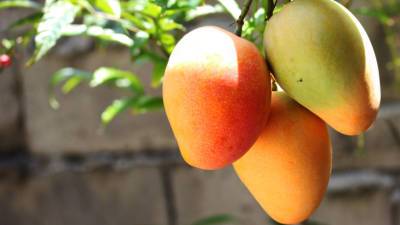 Индиец нанял охрану для самого дорогого манго в мире