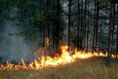 В Смоленской области произошел лесной пожар