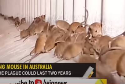 В Австралии мыши "отвоевали" у людей тюрьму