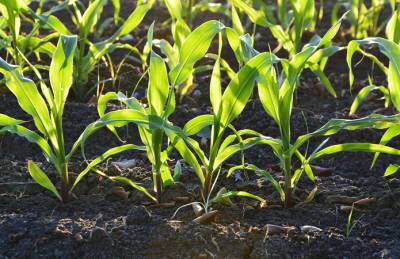 В ИМК ожидают, что кукуруза и подсолнечник быстро догонят отставание в вегетации - agroportal.ua
