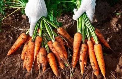 Минсельхоз Узбекистана обещает скорое снижение цен на морковь