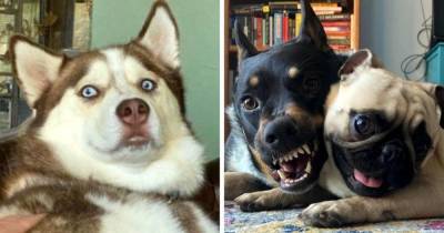 18 эмоциональных фотографий собак, чьи выражения мордочки говорят о себе громче слов