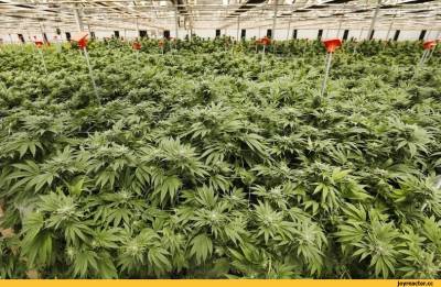 Калифорния выделит 100 миллионов долларов для поддержки легальных производителей марихуаны