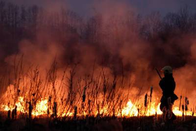 Лесные пожары произошли в трех районах Псковской области