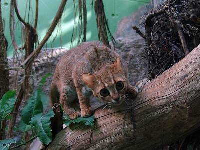 Дикие кошки: ржавая кошка - самая маленькая дикая кошка в мире