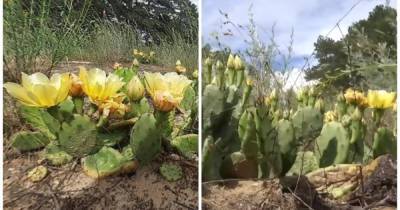 Экзотические кактусы цветут в лесу возле Херсона: экологи этому не рады (видео)