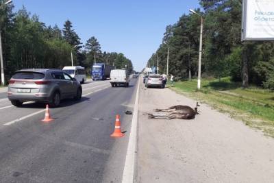 На Петербургском шоссе в Твери сбили лося