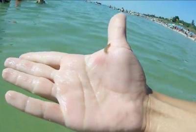 Азовское море заполонили морские блохи и змеи. Начали появляться и медузы