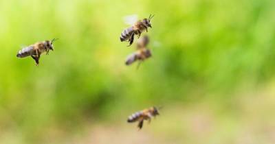 Москвичей атаковали пчелы