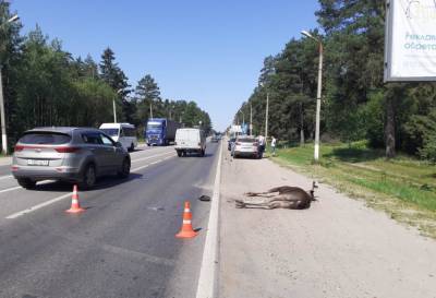 В Твери водитель кроссовера сбил лося. Животное погибло, один человек пострадал