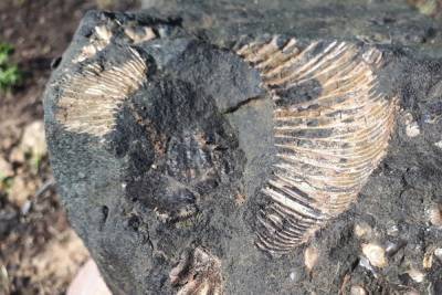 Во время копки колодца в Тверской области нашли редкую окаменелость