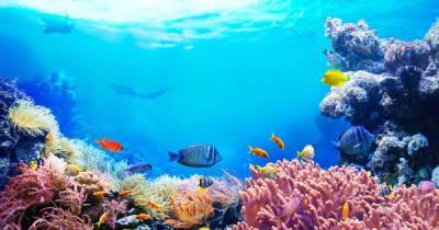 Разрушение океанической экосистемы может уничтожить человечество уже через 25 лет, - ученые