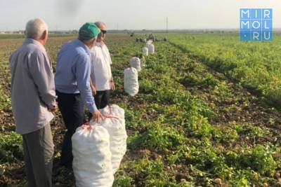 На рынки Дагестана поступают первые партии местного картофеля