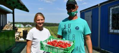 Фермер в Карелии вырастила 30 тонн клубники и 100 тысяч тюльпанов
