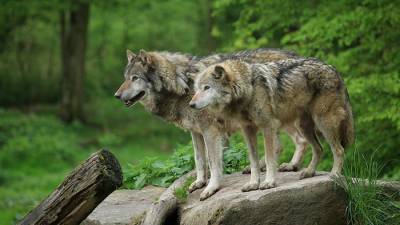 В Гессене официально появилась первая пара волков