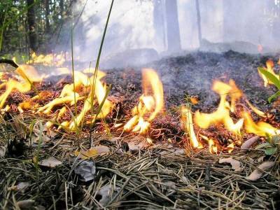 Второй пошел. В Смоленской области снова горит лес