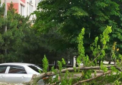 Стихия повалила деревья под Одессой: кадры последствий шторма