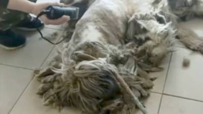 В Иркутске постригли страшно заросшую бездомную собаку