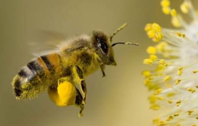 Ученые выяснили, как пыльца растений может усиливать распространение COVID-19