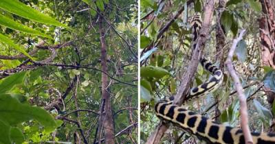 Пользователи Сети пытаются отыскать змею на фото из леса