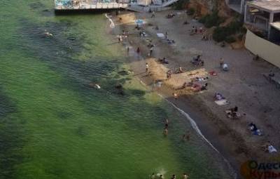 Много водорослей, мусора и грязи: как выглядят пляжи в Одесской области. ФОТО