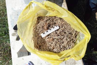У зауральца изъяли более 700 граммов каннабиса