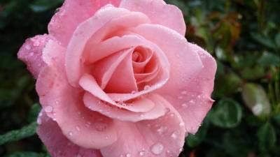 В "Аптекарском огороде" пройдет выставка роз