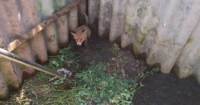Под Светлым сотрудники МЧС спасли лисёнка, упавшего в компостную яму