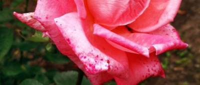 «Бурьян между роз или розы между бурьяна»: в сети показали состояние клумб в центре Донецка (фото)