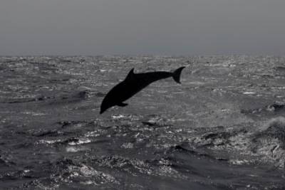 Дельфины решили поиграть с отдыхающими на Черном море под Херсоном