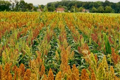 США: Посевы сорго резко вырастут благодаря Китаю и засухе - agroportal.ua - США