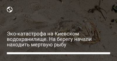 Эко-катастрофа на Киевском водохранилище. На берегу начали находить мертвую рыбу