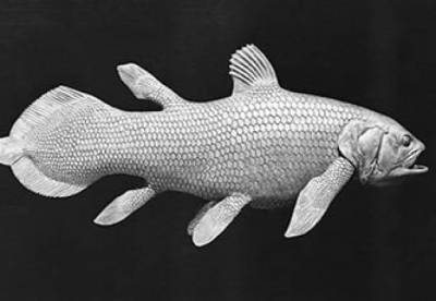 Ученые назвали рыбу, которая живет до 100 лет