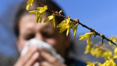 Ученые рассказали о влиянии пыльцы на распространение коронавируса